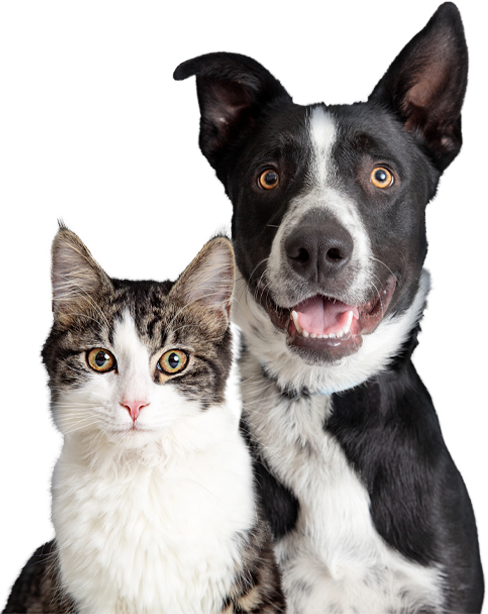 cat-and-dog-adoption
