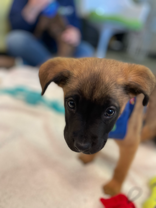 cute puppy face image