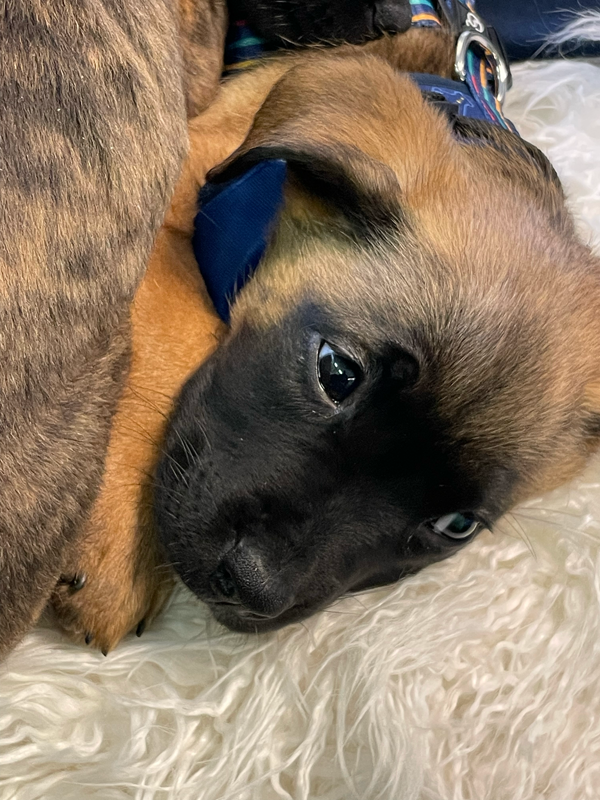 cute puppy face laying down